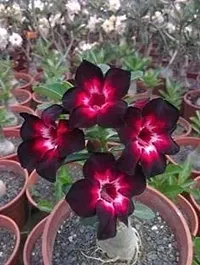 Radha Krishna Agriculture Adenium Flower Seeds Mix Colour Adenium Serene Rose, Desert Rose Flower Seeds For Home Garden ( Pack of 10 Flower Seeds )-thumb1