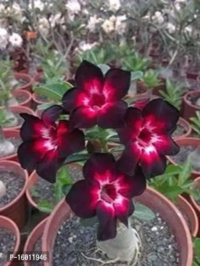 Radha Krishna Agriculture Adenium Flower Seeds Mix Colour Adenium Serene Rose, Desert Rose Flower Seeds For Home Garden ( Pack of 10 Flower Seeds )-thumb2