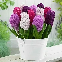 Radha Krishna Agriculture?? Imported Winter Hyacinth Flower Bulbs ( Pack Of 2 Bulb ) (Hyacinth Multicolor Flower Bulb)-thumb1