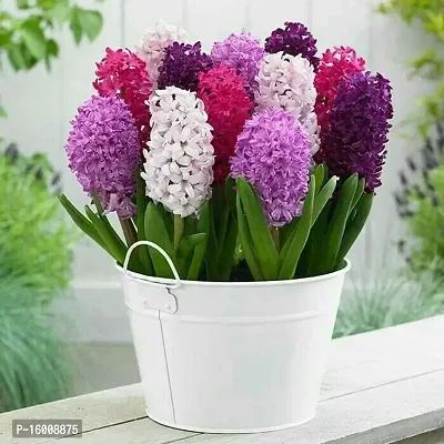 Radha Krishna Agriculture?? Imported Winter Hyacinth Flower Bulbs ( Pack Of 2 Bulb ) (Hyacinth Multicolor Flower Bulb)-thumb2