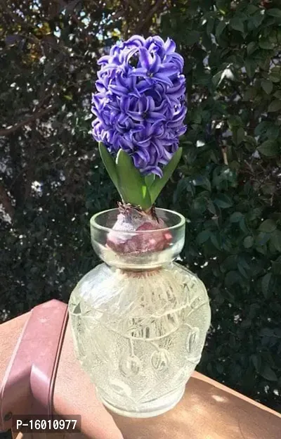 Radha Krishna Agriculture?? Imported Winter Hyacinth Flower Bulbs ( Pack Of 2 Bulb ) (Hyacinth Blue Color Flower Bulb)