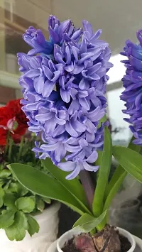 Radha Krishna Agriculture?? Imported Winter Hyacinth Flower Bulbs ( Pack Of 2 Bulb ) (Hyacinth Blue Flower Bulb)-thumb2