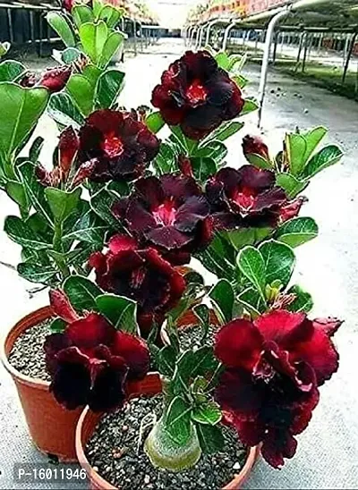 Radha Krishna Agriculture Adenium Flower Seeds Mix Colour Adenium Serene Rose, Desert Rose Flower Seeds For Home Garden ( Pack of 10 Flower Seeds )-thumb0