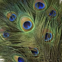 Forty Wings 2 Pcs Beautiful Real Natural Mor Pankh Peacock Feather Fan (12 x 18 inch) for Home Decorations-thumb1