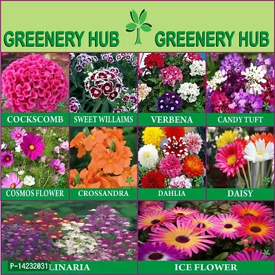 Garden Mixed Flower Seeds Flower Combo 10 Varieties of Flower