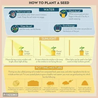 vegetable seeds-thumb3