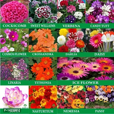 Flower Combo Seeds 15 Varieties