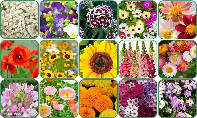 15 Variety Flower Seeds Combo Pack