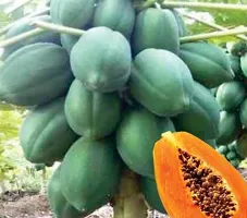 Dwarf Papaya Seeds-thumb1