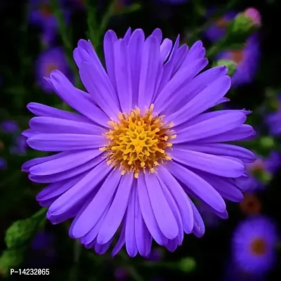 Aster Flower-thumb0