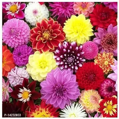 Dahlia Flower Seeds for Terrance Garden