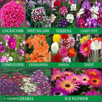10 Varieties of Flower Combo