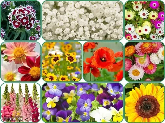 Flower Seeds Combo of 10 Varieties Flowers-thumb0