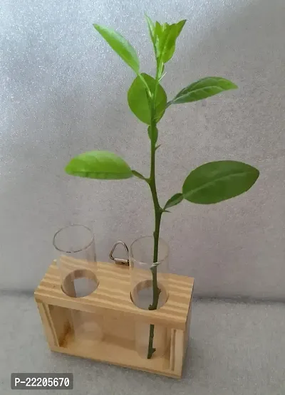 DDSS (SP- 220) Wall Hanging Plant Test Tube Flower Vase Tabletop Glass with Wooden Stand for Home/Office - 2 Test Tubes