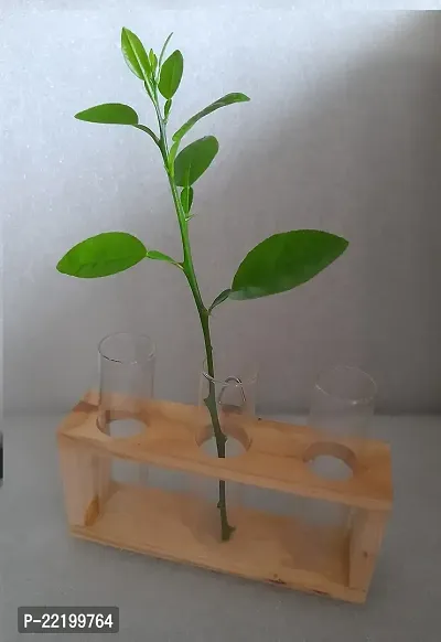 DDSS (SP- 275) Wall Hanging Plant Test Tube Flower Vase Tabletop Glass with Wooden Stand for Home/Office - 3 Test Tubes