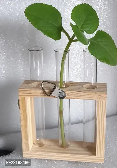 DDSS (SP-225) Wall Hanging Plant Test Tube Flower Vase Tabletop Glass with Wooden Stand for Home/Office - 3 Test Tubes