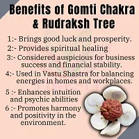 Gomti Chakra Tree with Rudraksha Beads for Good Health, Wealth  Prosperity Rudraksha Gomti Chakra Tree for Home Decor-thumb2