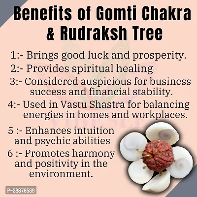 Gomti Chakra Tree with Rudraksha Beads for Good Health, Wealth  Prosperity Rudraksha Gomti Chakra Tree for Home Decor-thumb3