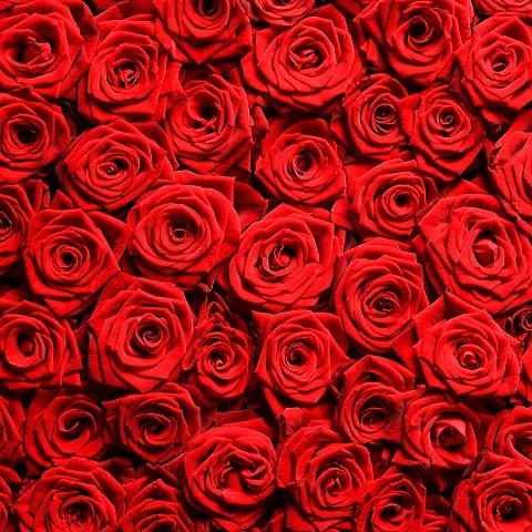 100yellow? Red Roses for Bedroom Wallpaper (Self Adhesive PVC Vinyl)