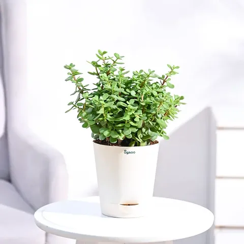 Trendy Plant & Planters 