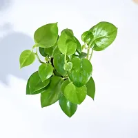 UGAOO Peperomia Green Creeper Plant Succulent Live Plant with Pot-thumb2