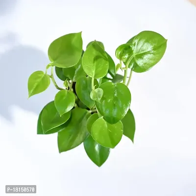 UGAOO Peperomia Green Creeper Plant Succulent Live Plant with Pot-thumb3