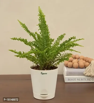 UGAOO Mini Green Fern with Self Watering Pot