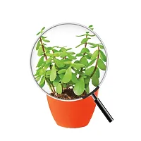 Ugaoo Good Luck Jade Plant with Apple Orange Ceramic Pot - 4 Inch-thumb2