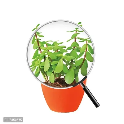 Ugaoo Good Luck Jade Plant with Apple Orange Ceramic Pot - 4 Inch-thumb3