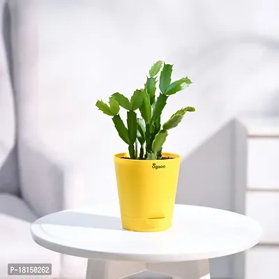 Ugaoo Christmas Cactus Plant with Self Watering Pot