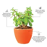 Ugaoo Good Luck Jade Plant with Apple Orange Ceramic Pot - 4 Inch-thumb1