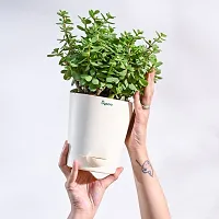 Ugaoo Good Luck Jade Plant with Pot-thumb4