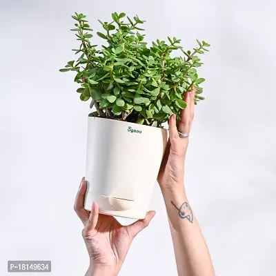 Ugaoo Good Luck Jade Plant with Pot-thumb5