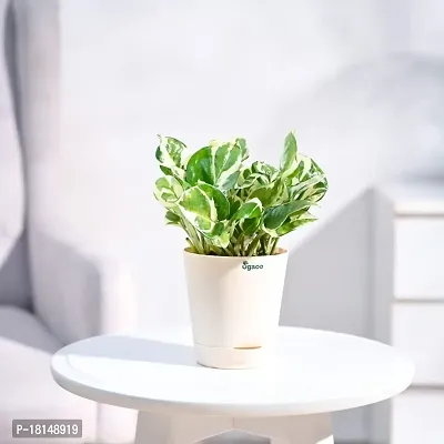 Ugaoo Good Luck Money Plant N' Joy with Self Watering Pot