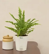 UGAOO Mini Green Fern with Self Watering Pot-thumb3