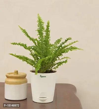 UGAOO Mini Green Fern with Self Watering Pot-thumb4