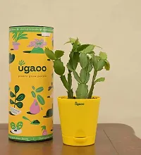 Ugaoo Christmas Cactus Plant with Self Watering Pot-thumb3