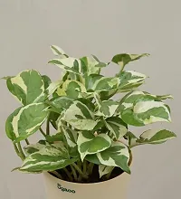 Ugaoo Good Luck Money Plant N' Joy with Self Watering Pot-thumb4