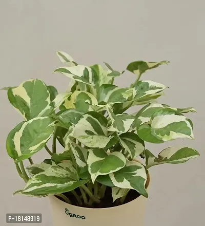 Ugaoo Good Luck Money Plant N' Joy with Self Watering Pot-thumb5