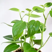 UGAOO Peperomia Green Creeper Plant Succulent Live Plant with Pot-thumb1