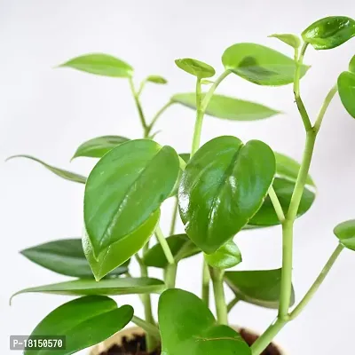 UGAOO Peperomia Green Creeper Plant Succulent Live Plant with Pot-thumb2