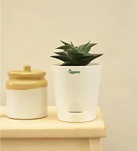 Ugaoo Aloe Vera Star Natural Live Plant with Self Watering Pot-thumb3