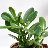 Ugaoo Crassula Ovata Jade Plant with Self Watering Pot (Good Luck Feng Shui)-thumb1