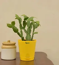 Ugaoo Christmas Cactus Plant with Self Watering Pot-thumb2