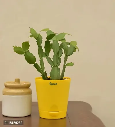 Ugaoo Christmas Cactus Plant with Self Watering Pot-thumb3