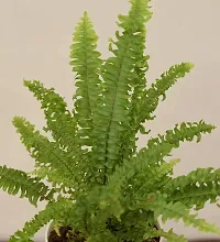 UGAOO Mini Green Fern with Self Watering Pot-thumb1