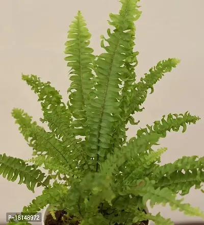 UGAOO Mini Green Fern with Self Watering Pot-thumb2