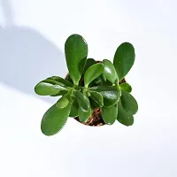 Ugaoo Crassula Ovata Jade Plant with Self Watering Pot (Good Luck Feng Shui)-thumb2