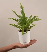 UGAOO Mini Green Fern with Self Watering Pot-thumb2