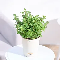 Ugaoo Good Luck Jade Plant with Pot-thumb1